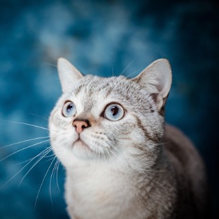 Magnétisme chats anti stress