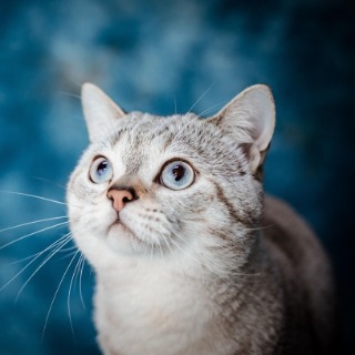 Magnétisme chat bien être