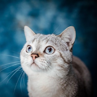 Magnétisme chat nouveau lieu