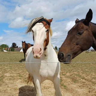 Communication animaux décédés