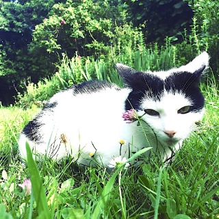 Communication animale chat et chien
