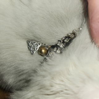 Collier pour familier et chat