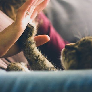 Communication animale
