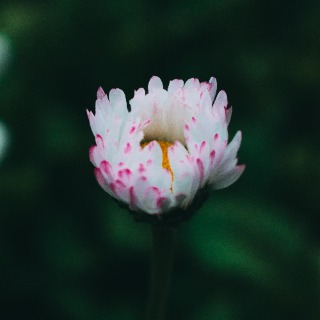 Conseil fleurs de bach