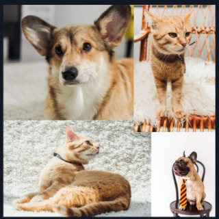 Soin lithothérapie animal 3jrs