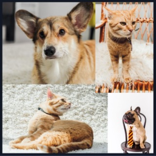 Soin lithothérapie animal 6jrs