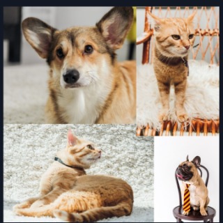 Soin lithothérapie animal 9jrs
