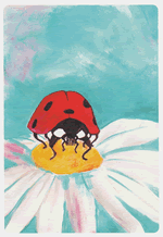 Coccinelle