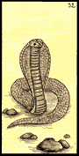Le serpent Oracle Gé