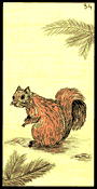 L'écureuil Oracle Gé