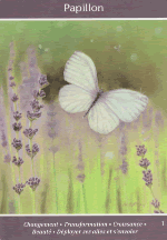 Papillon