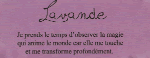 Lavande