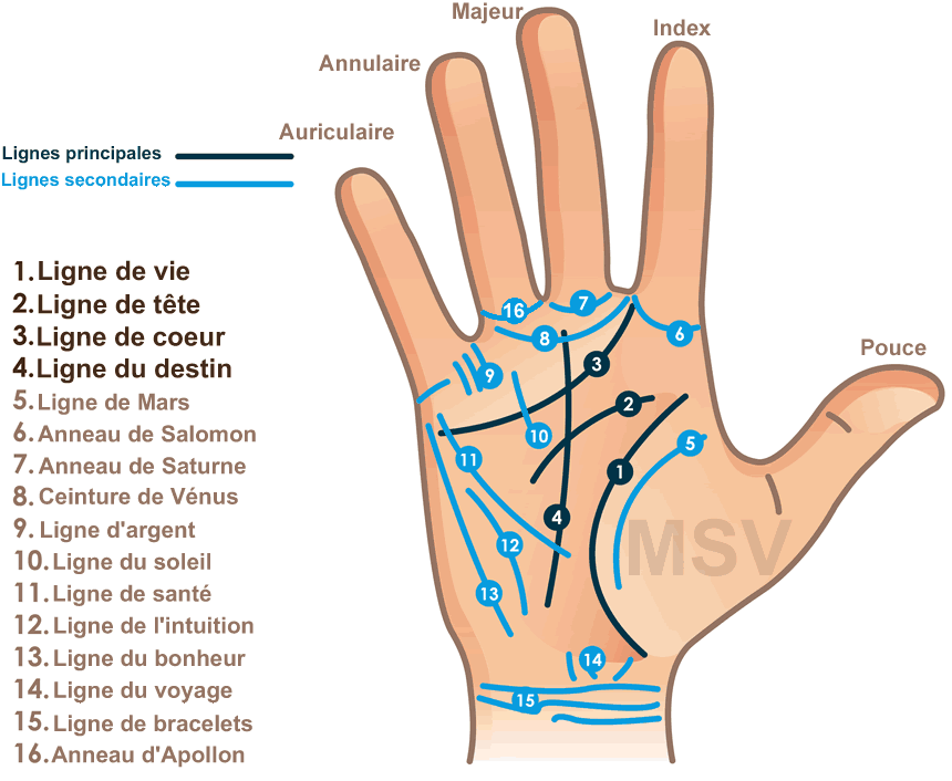 ligne de la mains