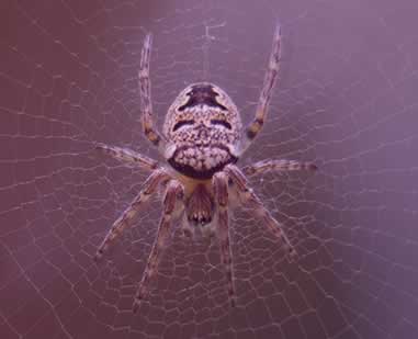 Blog : signification rêve d'araignée