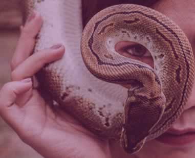 Blog : signification rêve de serpent